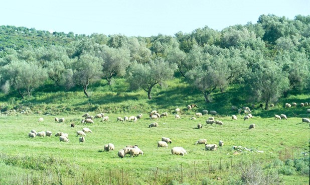 Καθυστερεί η εκταμίευση των 89 εκατ. ευρώ για την κτηνοτροφία